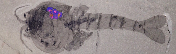 Waptia-fieldensis-fossil-with-brooded-eggs-highlighted.jpg