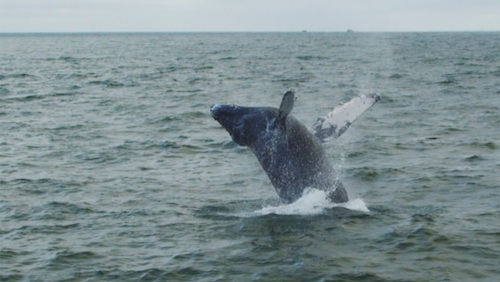 Whale-humpback-breaching.jpg