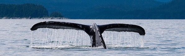 Whale_tail_near_Juneau,_Alaska.jpg