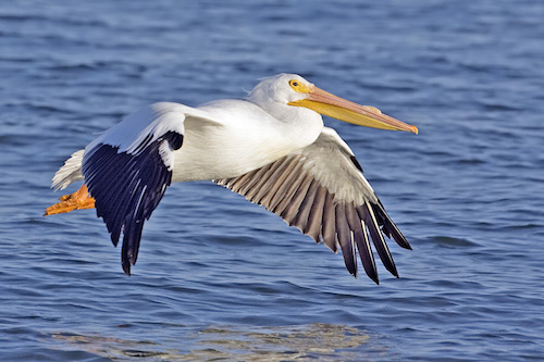 White_pelican02_-_natures_pics.jpg
