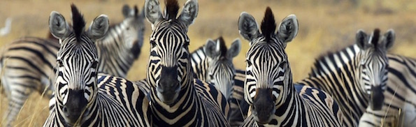 Zebra_Botswana_edit02 (1).jpg
