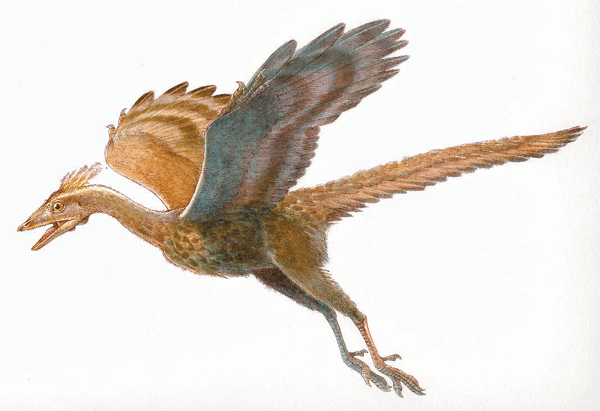 archaeopteryx image.gif
