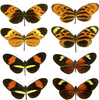 Heliconius_mimicry-WikimediaCommons.png