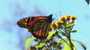 Thumbnail image for Thumbnail image for Monarch-wildflower.jpg