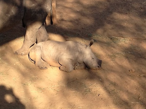 baby rhino and mom.JPG