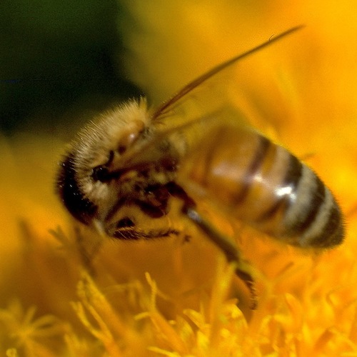 bee-crop.jpg