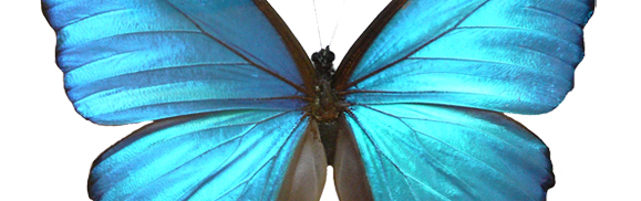 blue butterfly cover.jpg