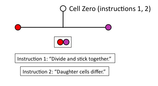 cell zero instruction 2.jpg