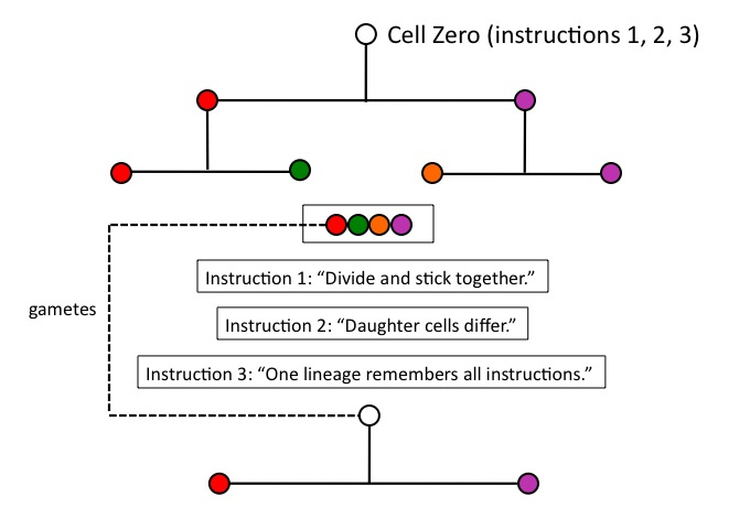 cell zero instruction 3.jpg