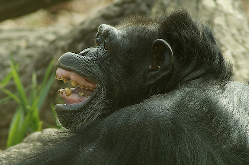 chimp expression.jpg