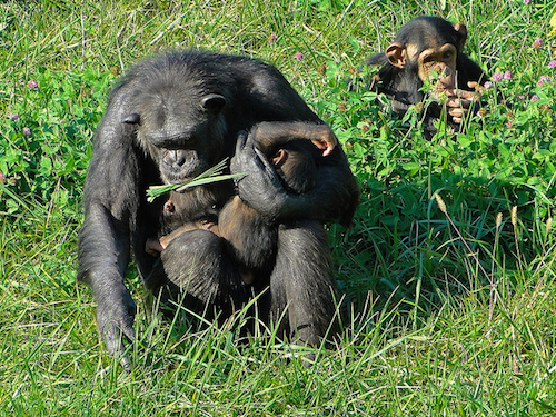 chimp family.jpg
