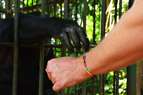 chimp hand.jpg