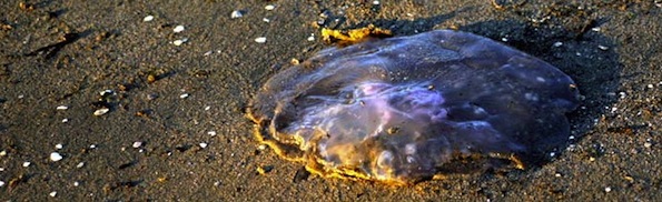 dead jellyfish.jpg