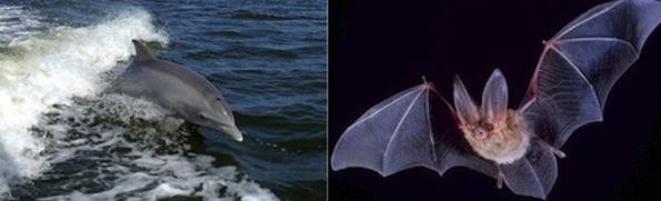dolphin bat.jpg