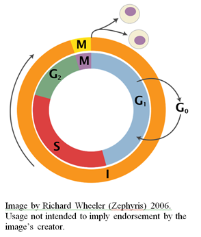 eukaryotic cell cycle.png