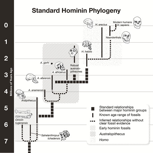 Standard Hominin Phylogeny, Fig. 3-1.