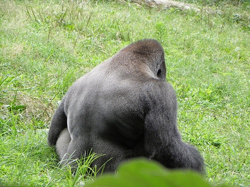 gorilla back.jpg