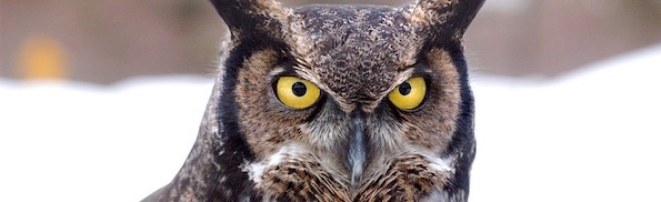 great-horned-owl-744357_960_720.jpg