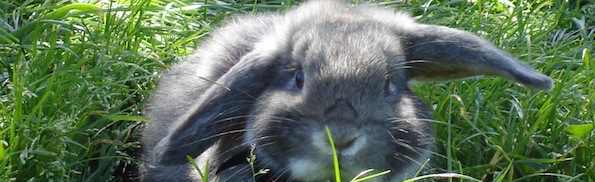 grey rabbit.jpg