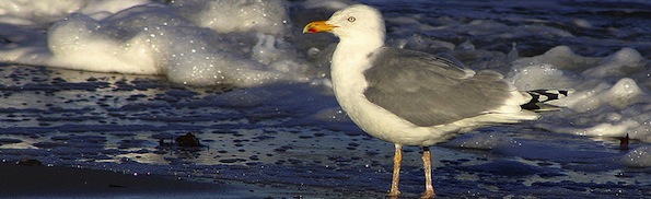 herring gull.jpg
