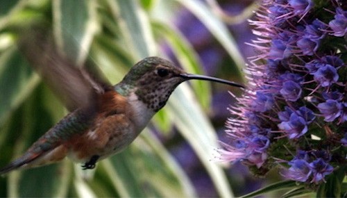 hummingbird v. drone.jpeg