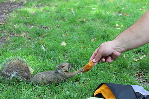 1024px-20120623_Sqwiki_the_Squirrel_at_Wiknic.JPG