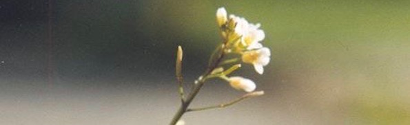 Arabidopsis_thaliana (1).jpg