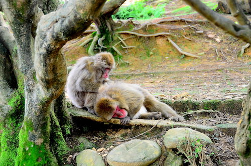 Macaques_in_Sagano.jpg