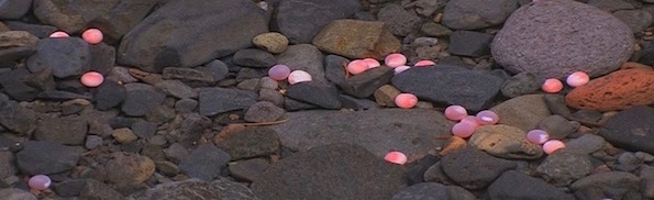 Salmon-eggs (1).jpg