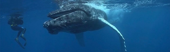 Whale-humpbacks-underwater-with-diver.jpg