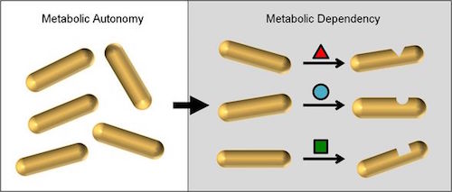 csm_metabolic_autonomy_vs_dependency_en_bbe2fa250e-1.jpg