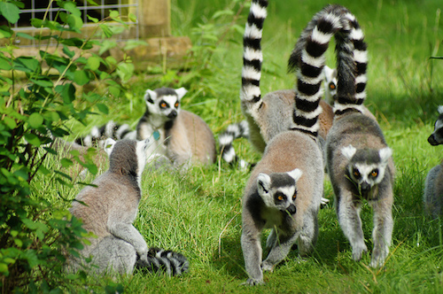 lemur walkthrough.jpg