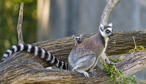 lemur with baby.jpg