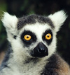 lemur1.jpg