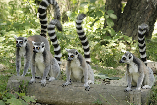 lemurs waiting for food.jpg