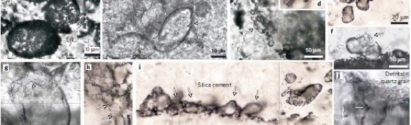 microfossils image.jpg