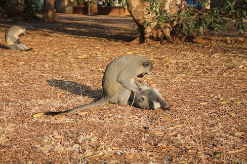 monkey scratching his friend.JPG