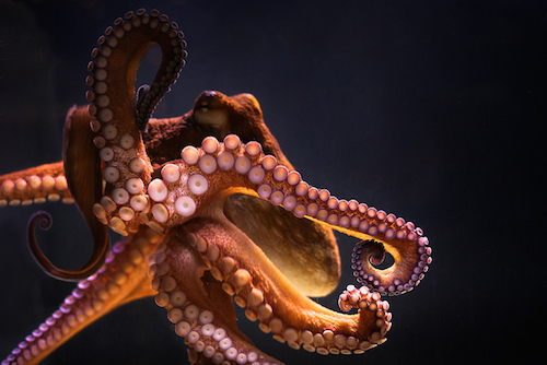 octopus knot.jpg