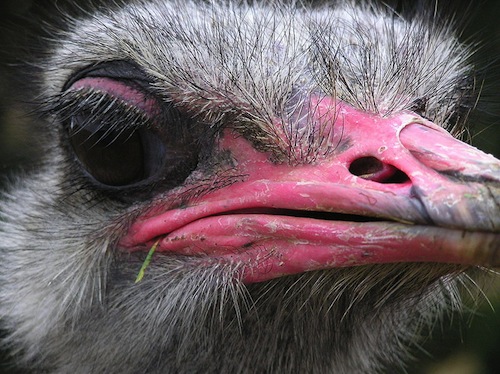 ostrich closeup.jpg