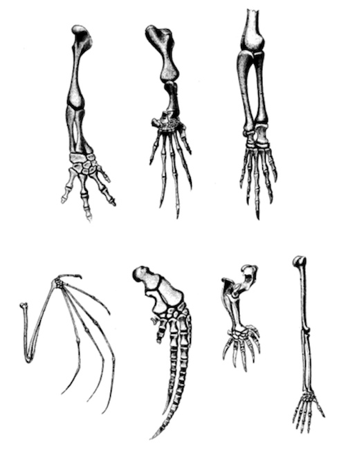 pentadactyl limbs.jpg