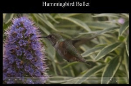 picture-of-Hummingbird-Video-300x197.jpg