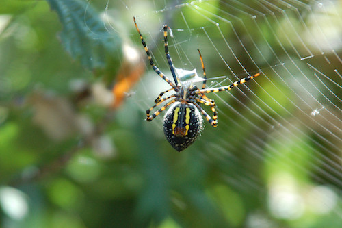 spider silk.jpg