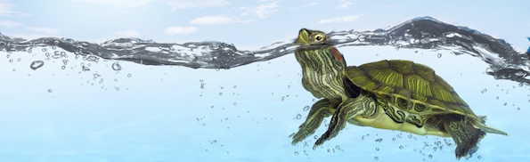 turtle swimming to wild.jpg