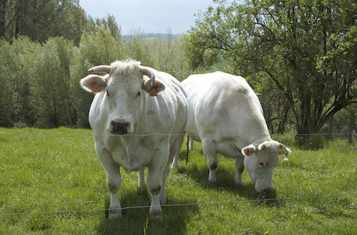 two cows.jpg