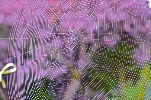 web wisteria.jpg